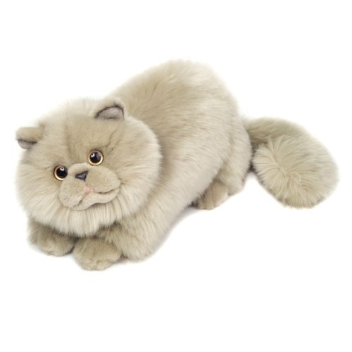 Perserkatze grau katze teddy - perserkatze,