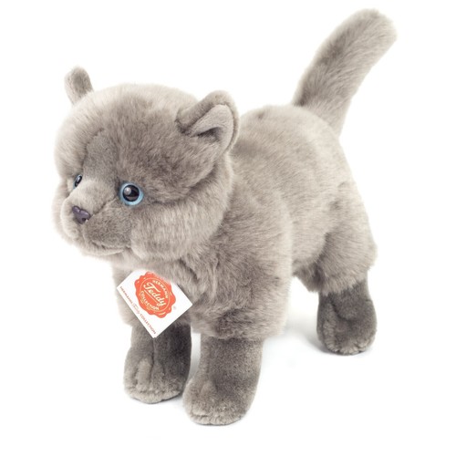 Teddy hermann kartäuserkatze - teddy,